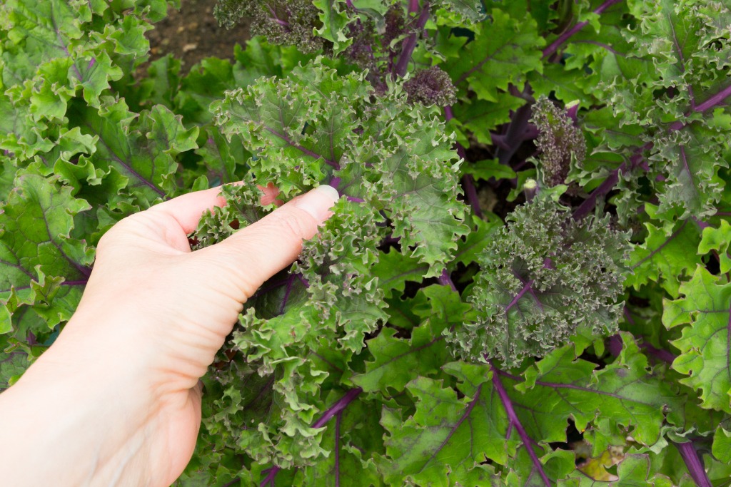 How To Grow Kale | The Complete Guide To Growing Kale + 5 Harvest Tips