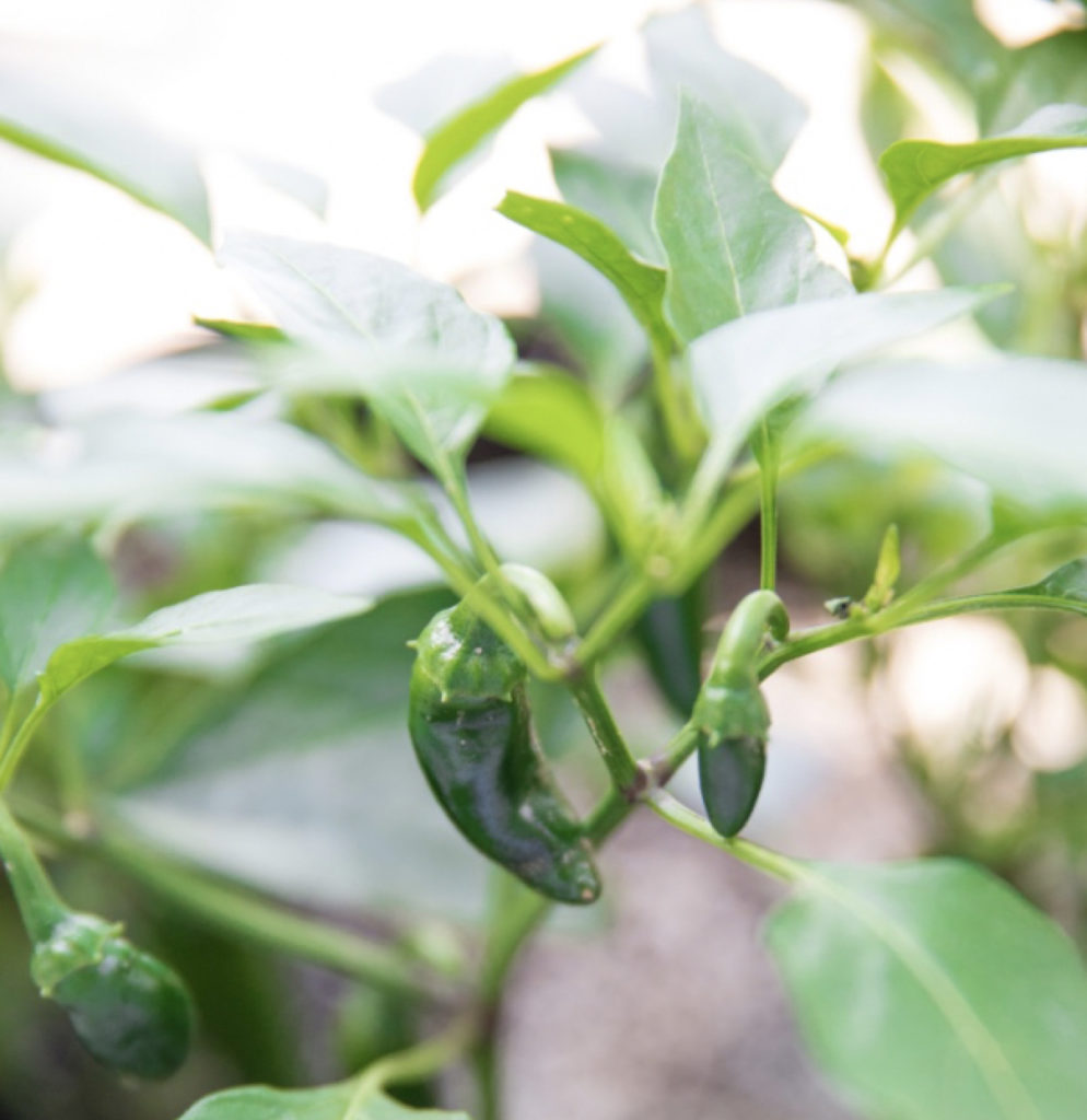 How To Grow Peppers | The Complete Guide + Harvesting Tips - THE SAGE