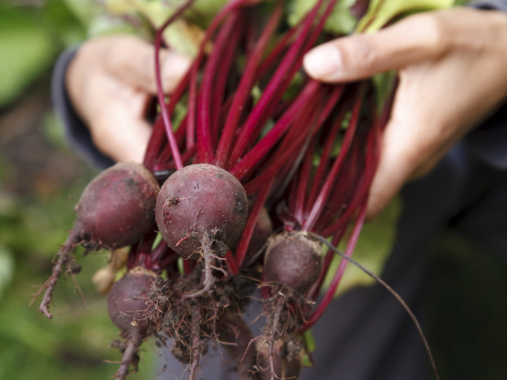 Beginner’s Guide for How to Grow Beets THE SAGE