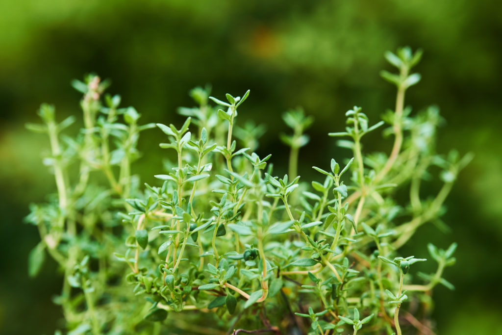 Herb Spotlight Thyme Everything You Need To Know THE SAGE