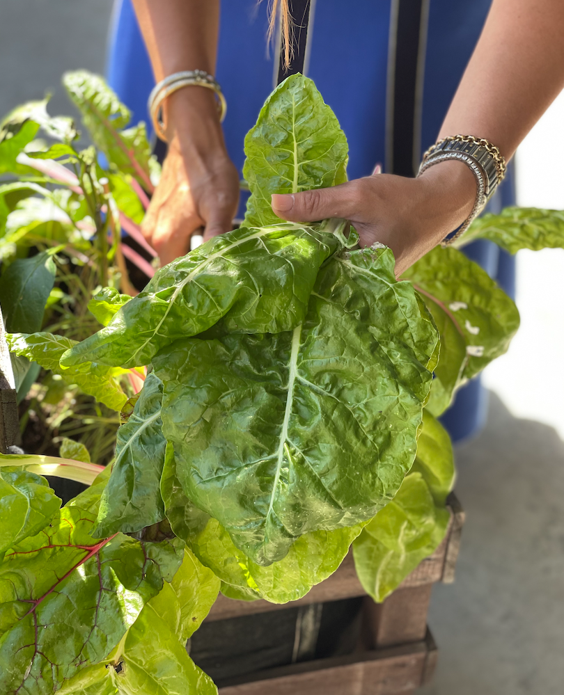 Growing Swiss Chard In Containers How To Plant Grow Harvest Chard The Sage