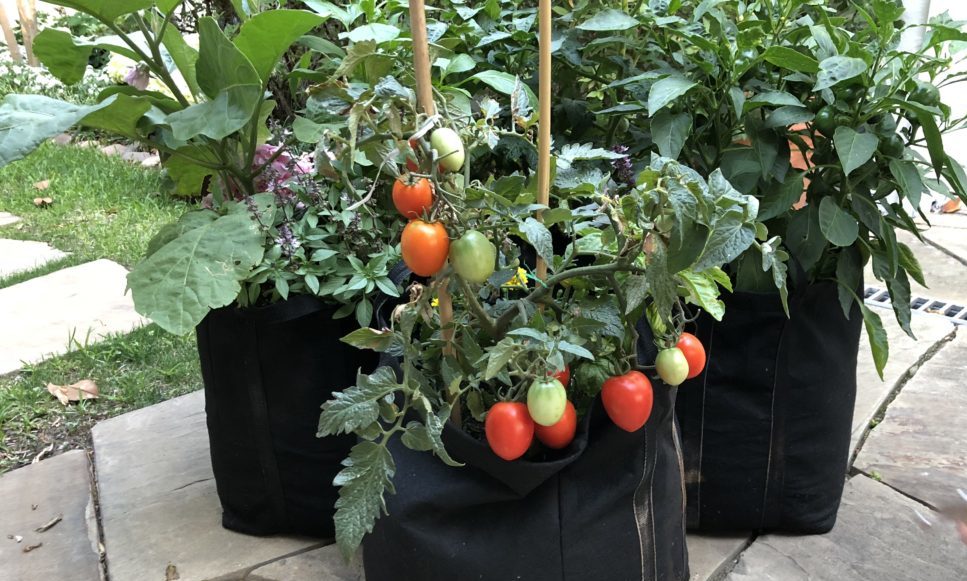 Image of Tomatoes and onions planted in a container garden