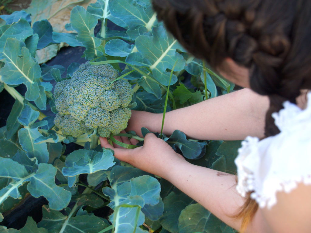 harvesting-broccoli-how-when-to-harvest-broccoli-like-a-pro-the-sage