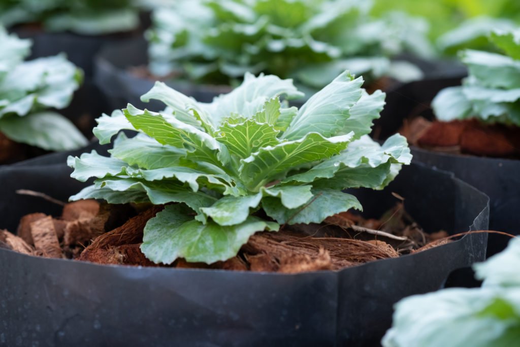 How To Harvest Cabbage When To Harvest Cabbage Storage Tips The Sage