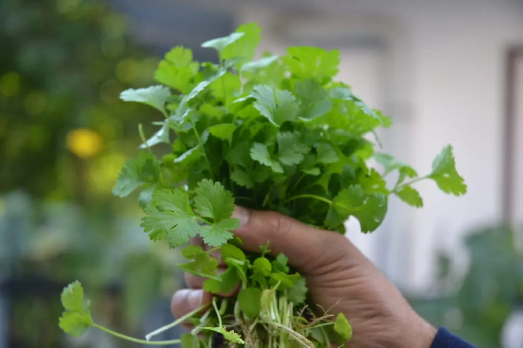 The Cilantro One Sheet Everything You Need To Know About Cilantro