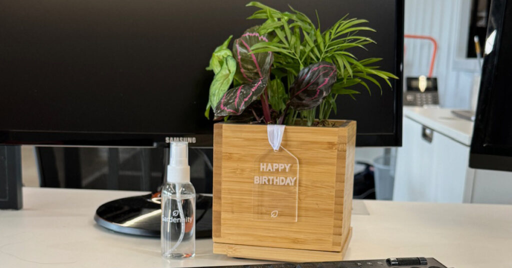 7 REASONS WHY YOU SHOULD GIFT PLANTS FOR BIRTHDAY GIFTS - THE SAGE